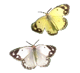 a pair of butterflies